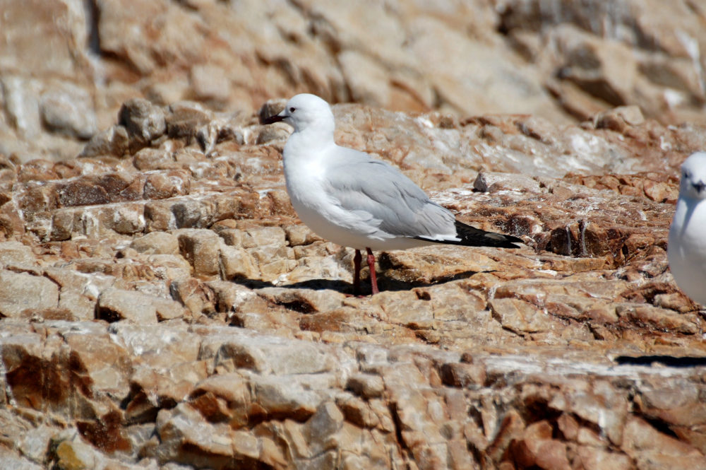 dal Sud Africa: Gabbiano di Hartlaub (Chroicocephalus hartlaubii)